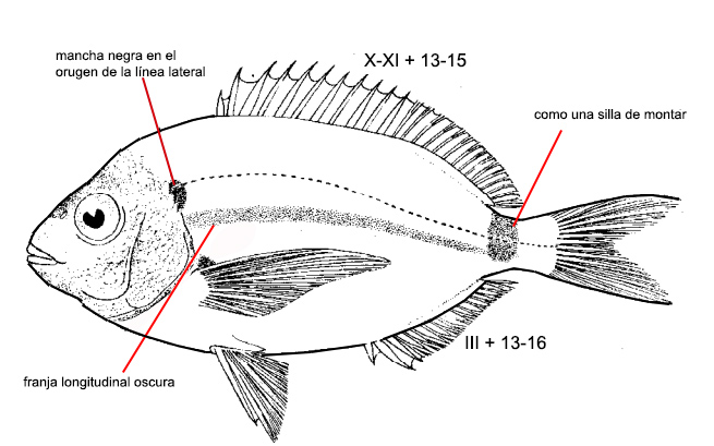 Diplodus bellottii_01.jpg